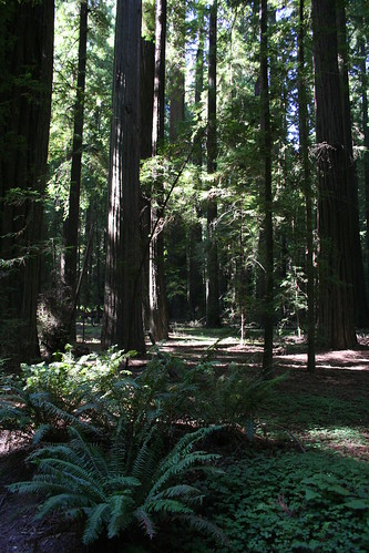 california usa tree forest giants avenue sequoia