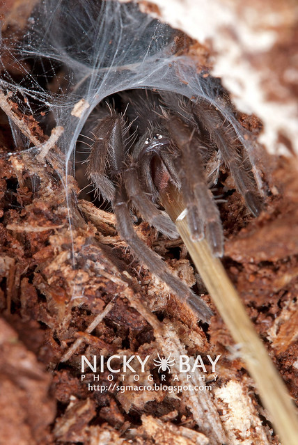 Tarantula (Phlogiellus sp.) - DSC_9766
