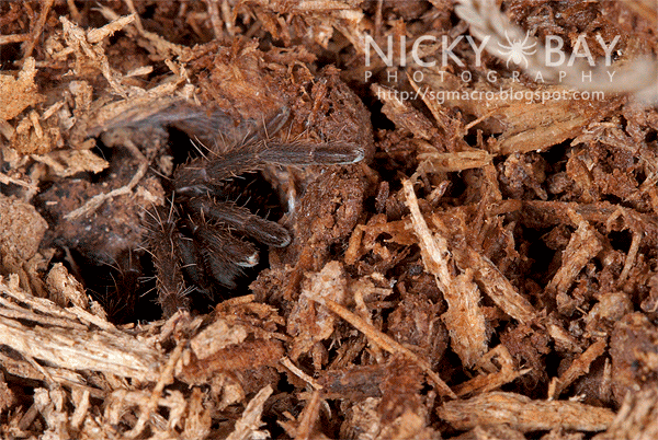 Tarantula (Phlogiellus sp.) - DSC_9728