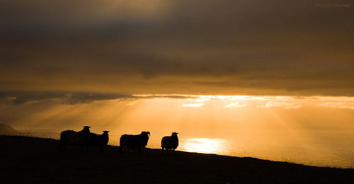 sunset sea sun silhouette norway clouds canon eos sheep hill silhouettes rays douglas herbert hillwalking ulsteinvik 550d hareid hareidlandet