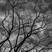 Branches and Rain Clouds
