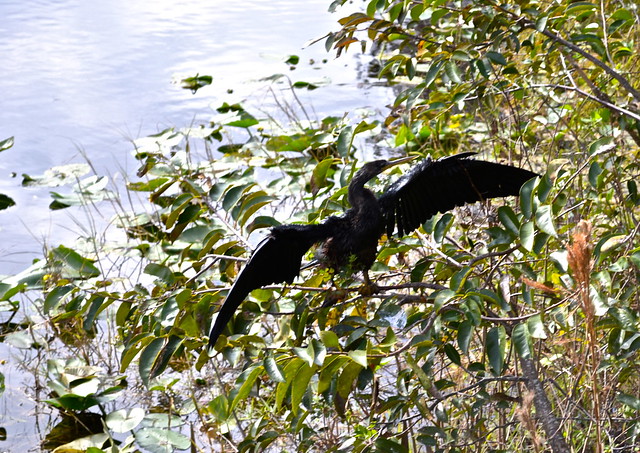 bird watching at everglades wildlife refuge