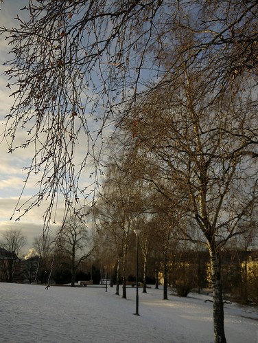 park trees oslo sunrise torshovparken winterlight wintermorning wintersunshine