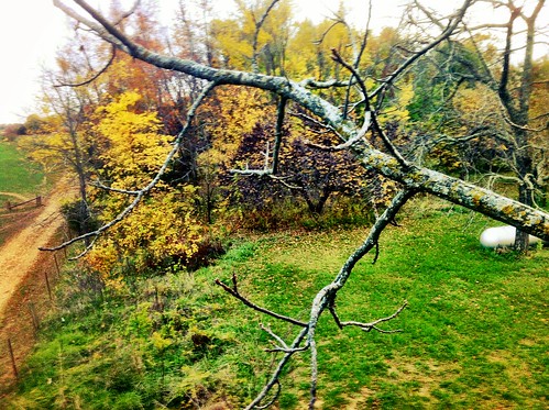 fall treehouse pocahontas