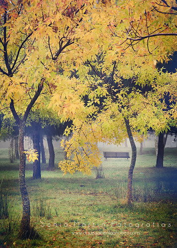 autumn trees naturaleza nature leaves yellow landscape hojas árboles amarillo campo otoño passage