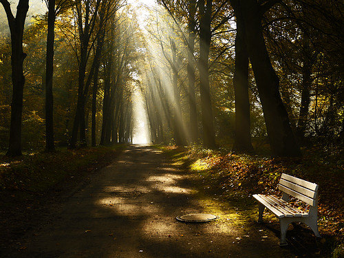 park autumn fall fog bench day sunbeam pwfall