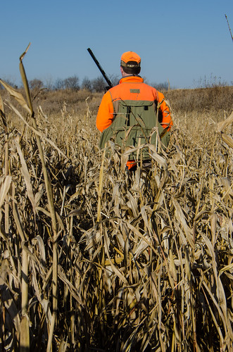 field hunting pheasants pheasanthunting caribougunclub nikon18300mm