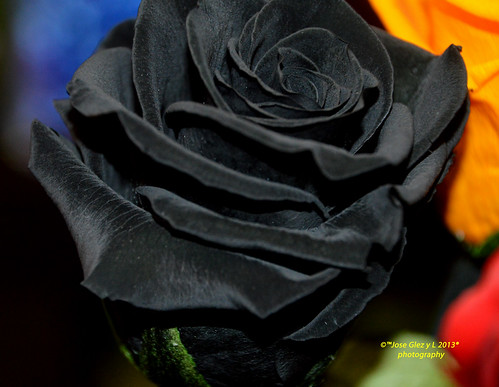 black flower nature rose flor special fiori blackrose fleure mygearandme rememberthatmomentlevel1