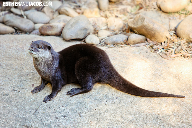 Oriental small-clawed otter Zoo Atlanta | Tourists at Home Atlanta Edition