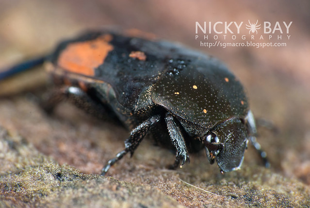 Beetle (Coleoptera) - DSC_0746