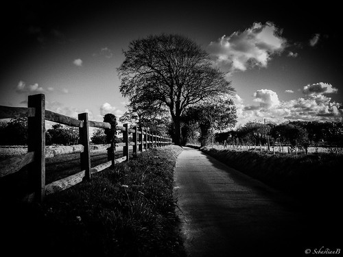 road tree monochrome mobile landscape cycling country riding 4s iphone blackwhitephotos iphoneography