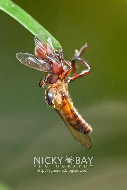 Robberfly (Asilidae) - DSC_2173