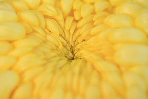 Chrysanthemum / 菊(きく)