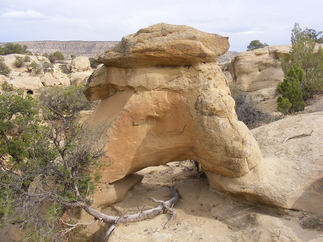 New Mexico Natural Arch NM-346 Reclining Tree Arch