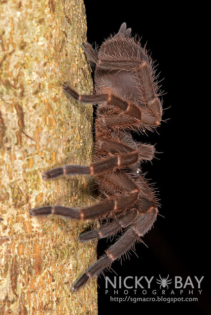 Tarantula (Phlogiellus sp.) - DSC_9957