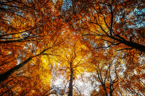 autumn nature leaves forest colours herfst nederland thenetherlands natuur bos bergendal nationalgeographic gelderland landen bladeren
