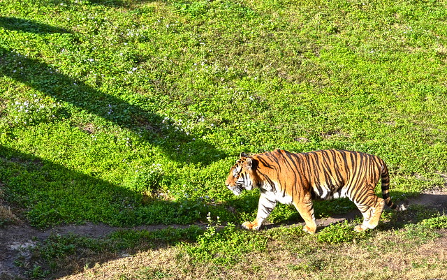 tigers in disney's animal kingdom orlando fl