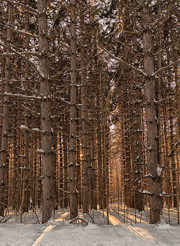 trees winter light white snow nature pine season landscape pin lumière hiver arbres neige paysage saison conière pineraie
