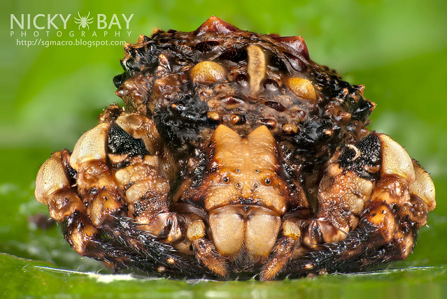 Bird Dung Crab Spider (Phrynarachne sp.) - DSC_7674