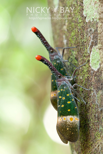 Lantern Bug (Pyrops pyrorhyncha) - DSC_4315