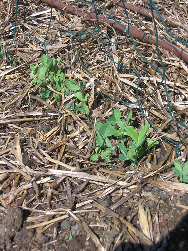Peas are up - Spring 2012