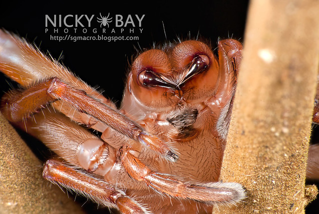 Huntsman Spider (Sparassidae) - DSC_0497