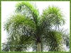 Wodyetia bifurcada (Foxtail Palm)