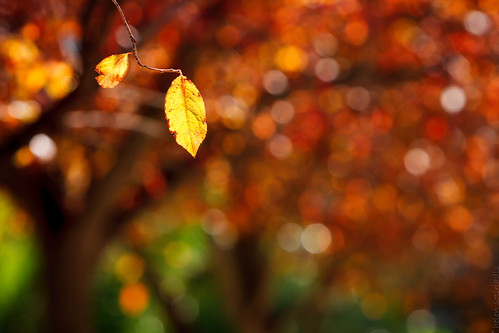 autumn red orange brown tree green fall yellow canon cherry leaf published dof bokeh depthoffield canon70200f28lisusm canoneos40d