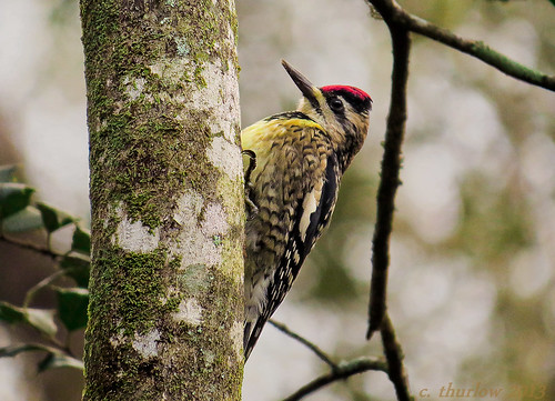 birds female woodpecker florida wildlife holly sapsucker yellowbelliedsapsucker sx50 flickrandroidapp:filter=none canonsx50