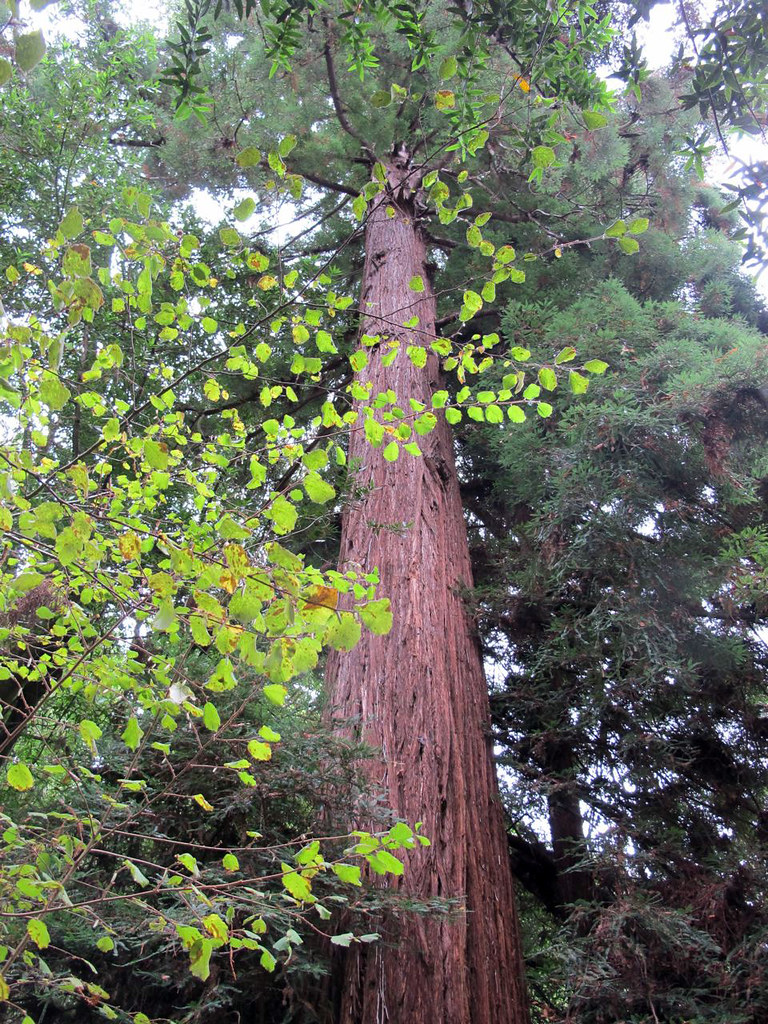 Muir Woods, Marin County, California