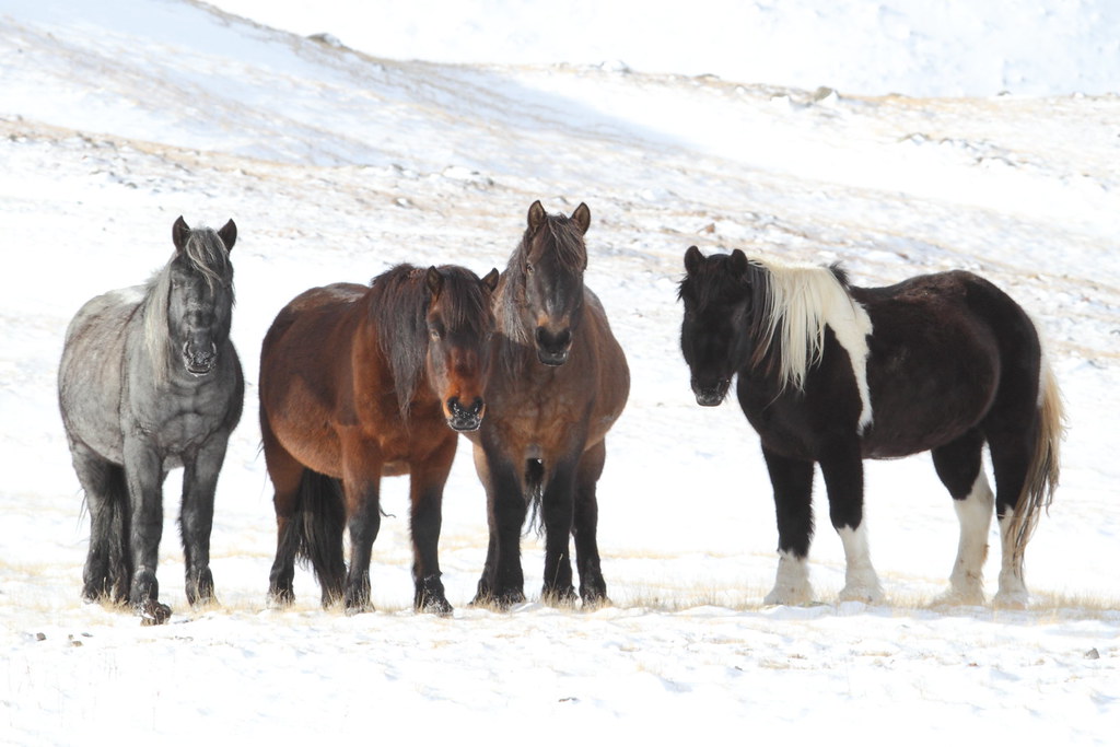 Породы алтайского края. Дикие лошади на Алтае. Алтайская лошадь. Породы лошадей на Алтае. Коневодство в Алтайском крае.
