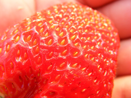 Hands-holding-Red-Ripe-Strawberries_Close-Up__DSCF0717 by Public Domain Photos