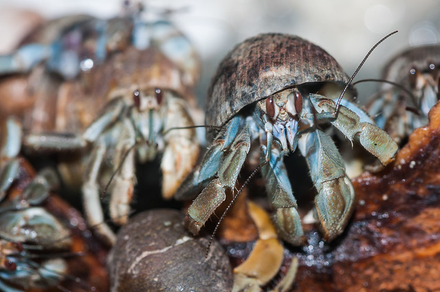 Coenobita compressus - Ecuadorian hermit crab - Bernard l'Hermite Équatorien - , Limon, Costa Rica - 23/03/2012 23h12