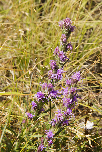 mt eh15wydinos822216 plants asteridae asteraleso asterfamilyasteraceaecompositae flickr greatfalls montana unitedstates