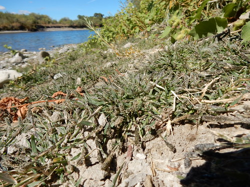 crypsisalopecuroides foxtailpricklegrass introduced annual bunchgrass poaceae eragrosteae warmseason jeffersonriver cardwell montana mayflowerbridge riparian disturbedsite