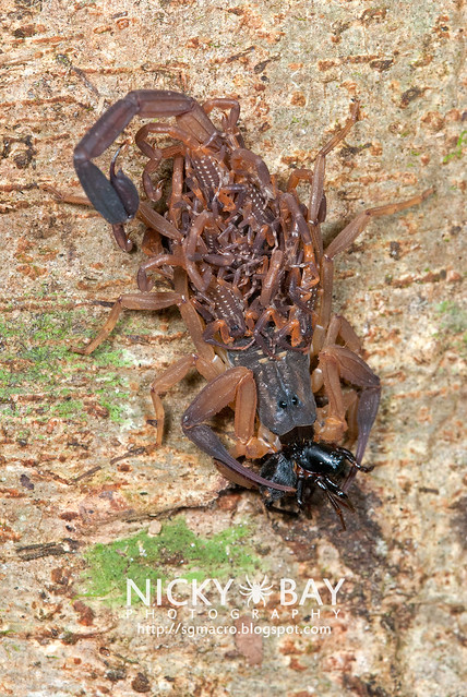 Scorpion (Lychas scutilus?) - DSC_8980