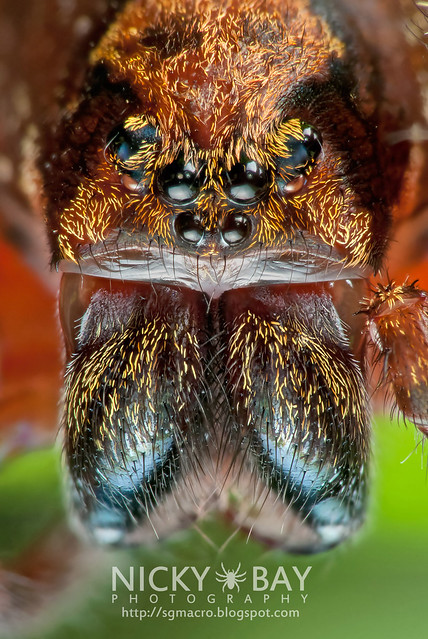 Wandering Spider (Ctenidae) - DSC_8899