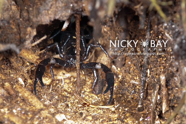Black Forest Scorpion (Heterometrus sp.?) - DSC_6322