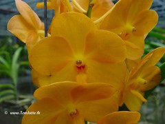 Sai Nam Orchid Farm, Chiang Mai, Thailand - Orchids - 2995