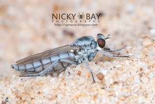 Robberfly (Asilidae) - DSC_2995