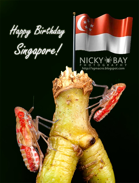 Planthoppers wishing Singapore a Happy Birthday! - DSC_1293
