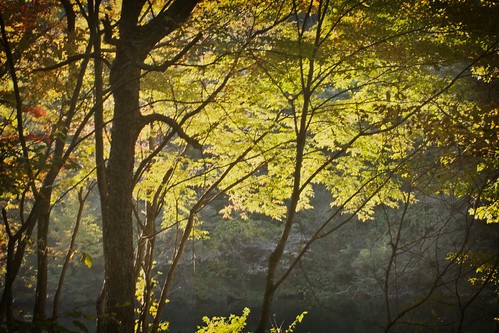 mountain tree japan woods blinkagain
