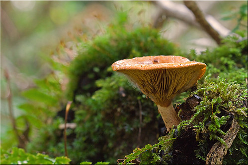 mushroom paddenstoel 2012 covelsebos