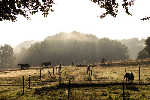 mist morning sunrise trees horses fence dimma morgon soluppgång träd hästar staket skåne scania sweden sverige linderödsåsen huaröd kristianstad