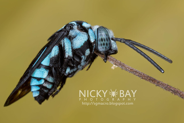 Cuckoo Bee (Thyreus sp.) - IMG_6896