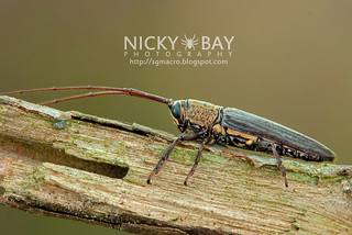 Longhorn Beetle (Cerambycidae) - DSC_7241