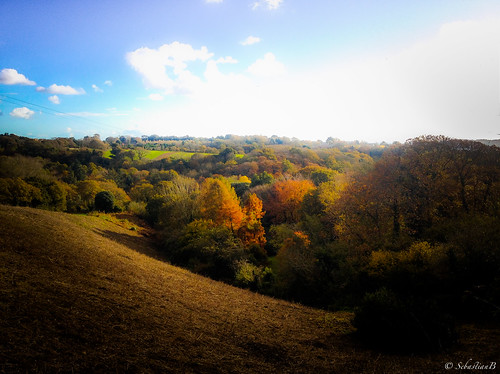 autumn trees sky landscape iphone4s