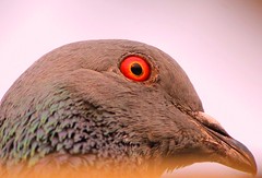 pigeon closeup