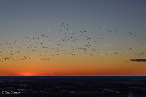 sunset geese coucherdesoleil victoriaville snowgeese victo oies nikond600 oiesdesneiges guysamson nikkor2485vr