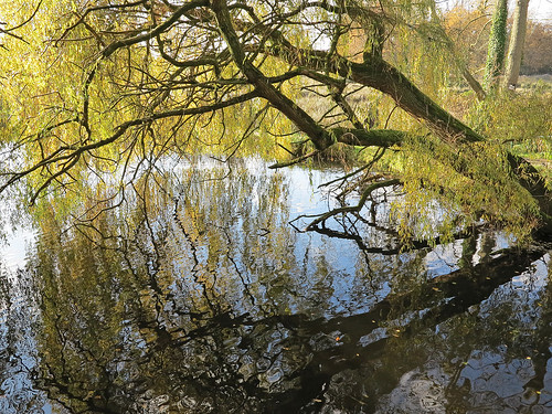 autumn trees water reflections germany nrw niederrhein dewittsee blinkagain